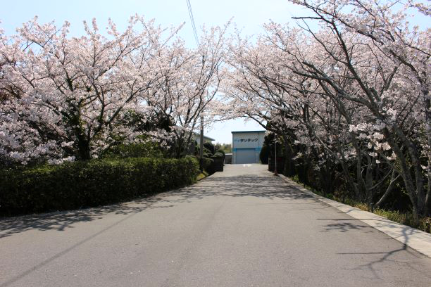 サンテック本社の桜